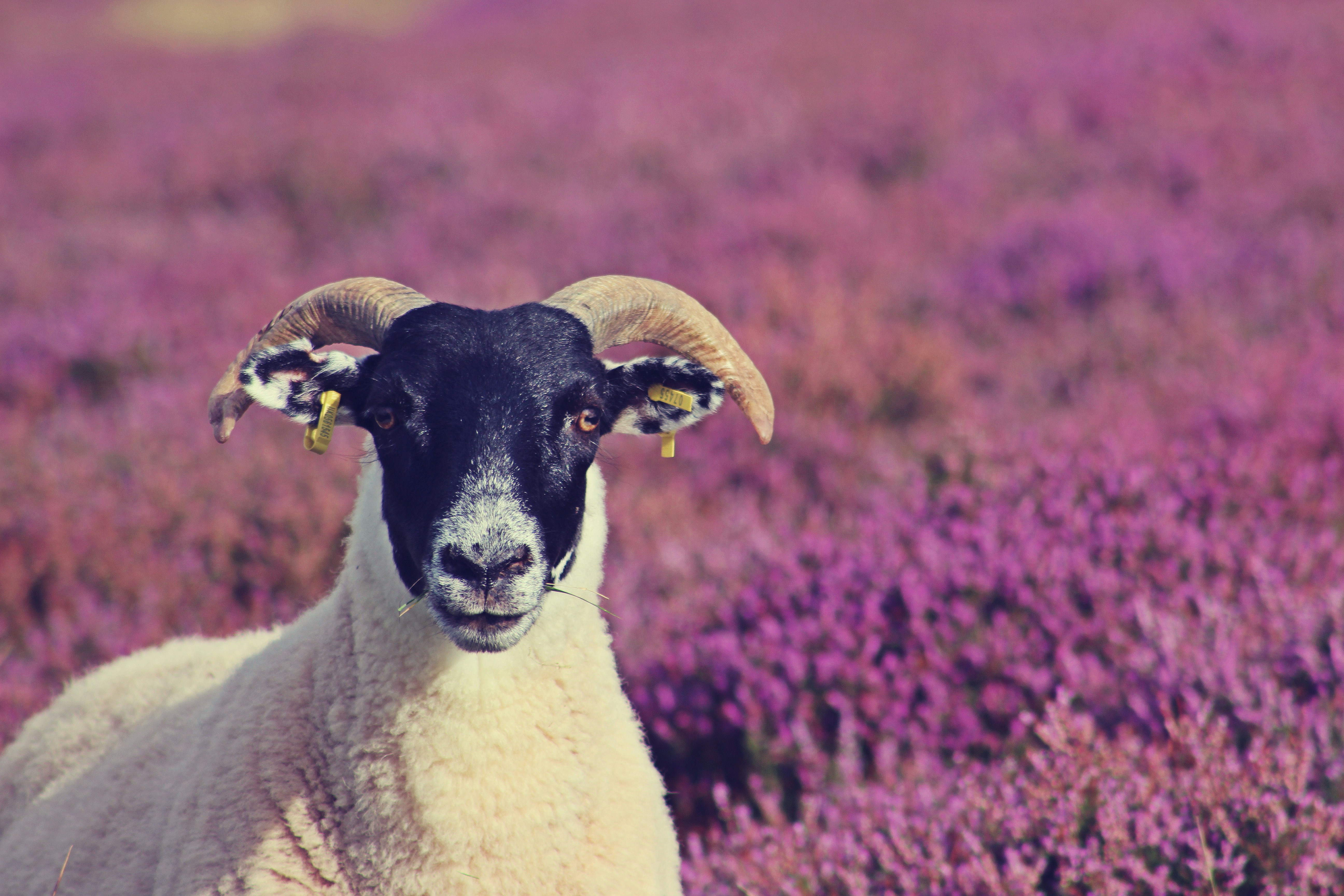 white and black goat on purple flower field