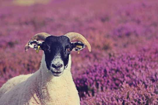 white and black goat on purple flower field in Pentland Hills United Kingdom