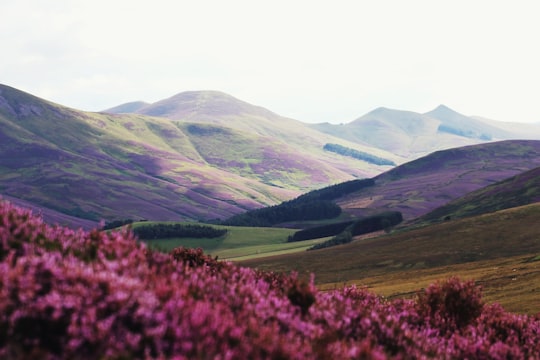 green mountains photo during daytime in Pentland Hills United Kingdom