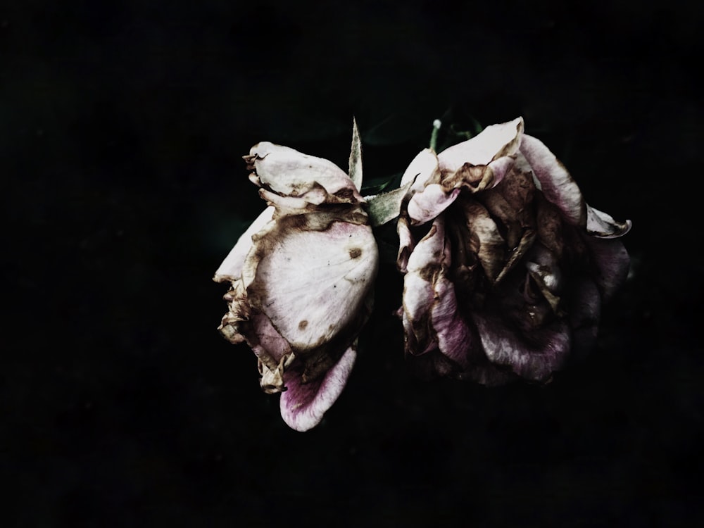 two wilted pink roses with black background