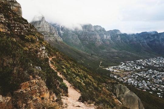 green trees on mountains in Table Mountain National Park South Africa