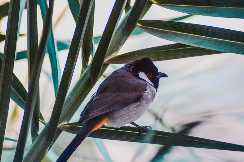 short-beaked grey and black bird perched on green leafed plant