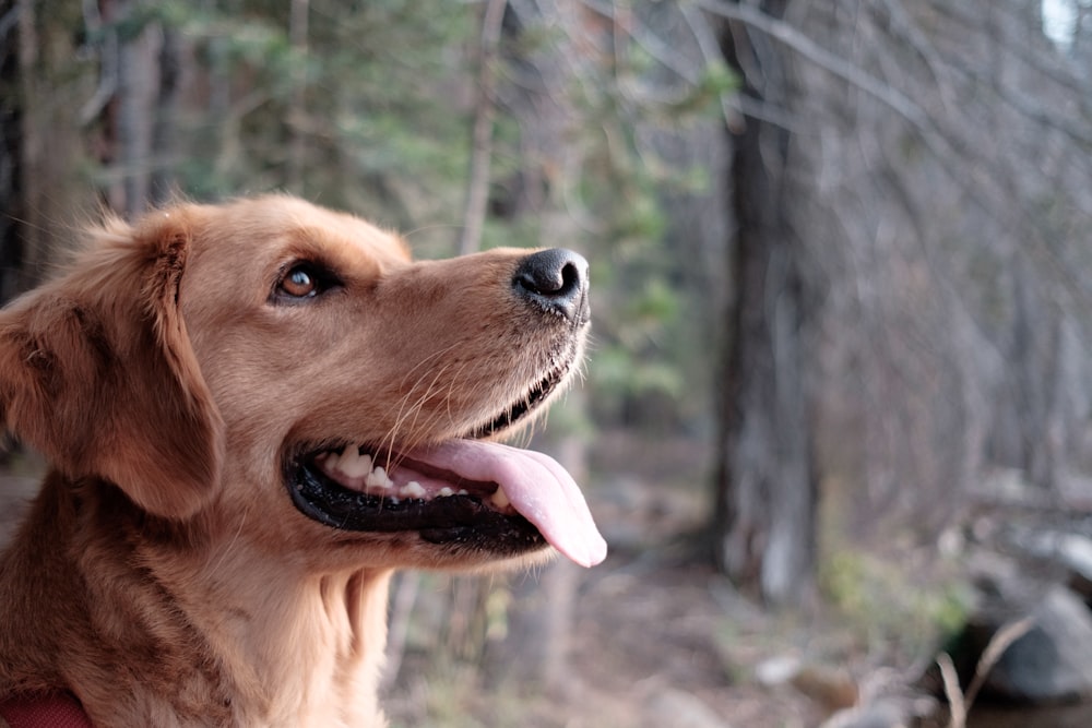 closeup photography of yellow Labrador retriever surrounded trees