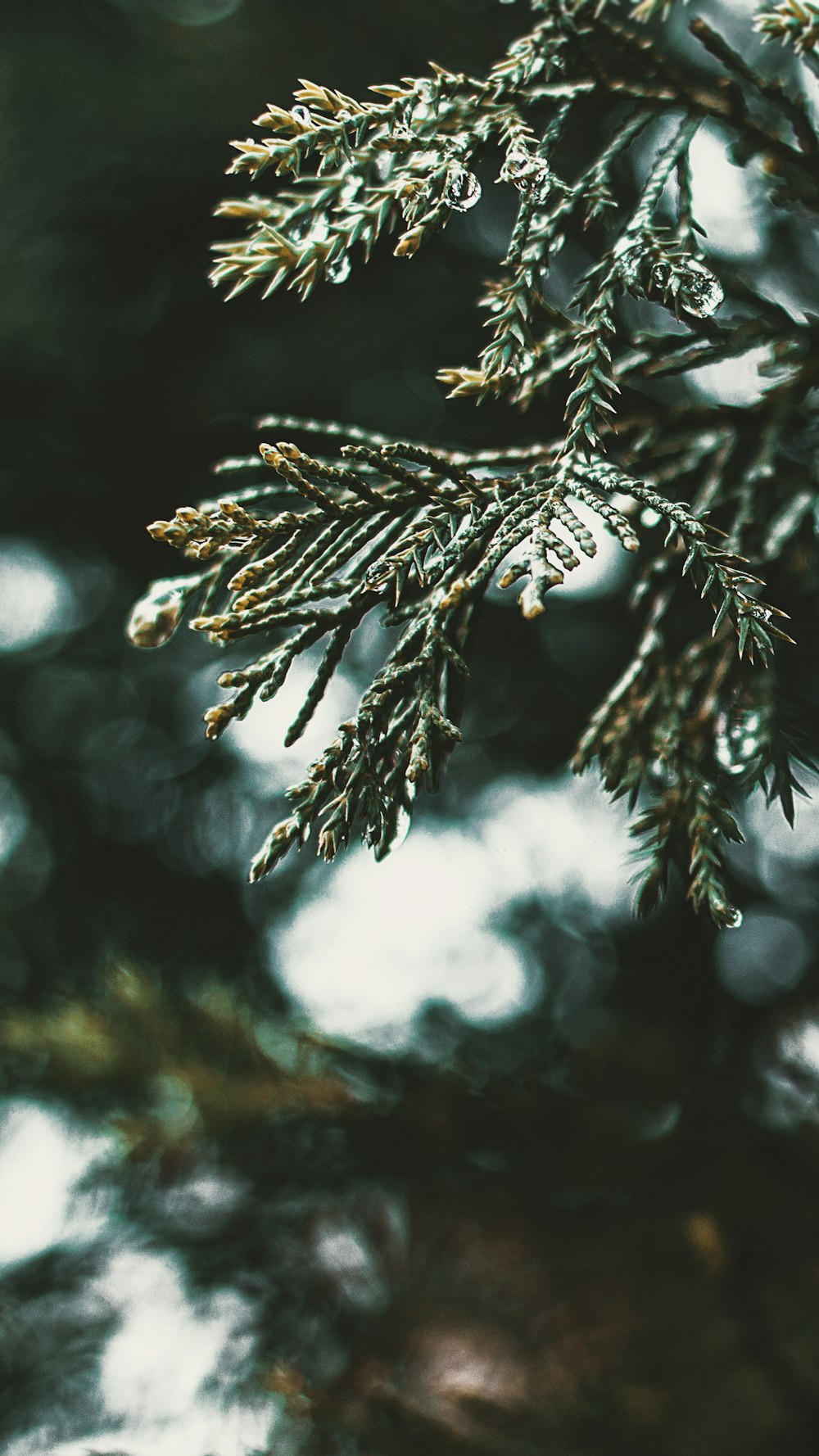 pine tree leaf close-up photography during daytime