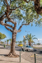 A busy urban street scene featuring a large tree in the foreground with thick branches and lush green leaves. The street is lined with palm trees and has parked and moving cars, including a yellow bus and a light-colored car. Pedestrian walkways and street lamps add to the city environment, while the clear blue sky provides a bright backdrop.