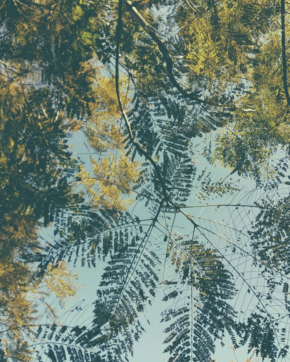 昼間の樹木のローアングル撮影