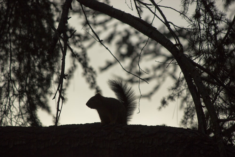 silhouette photo of animal