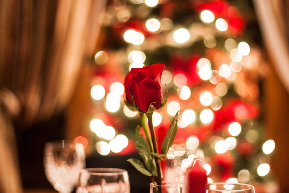 red rose in bokeh effect