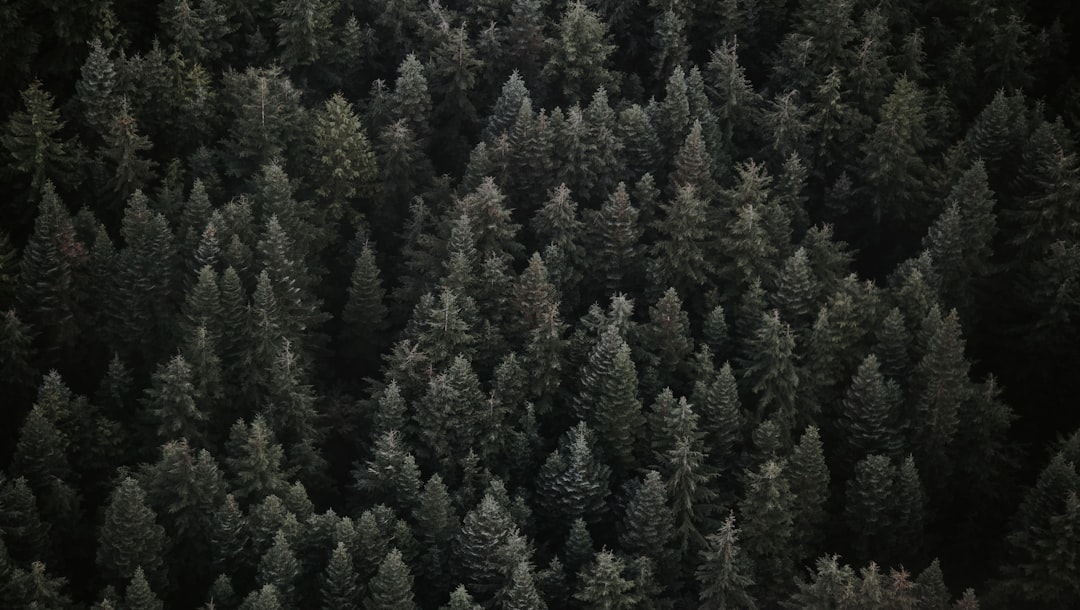 Forest photo spot Whistler Squamish River