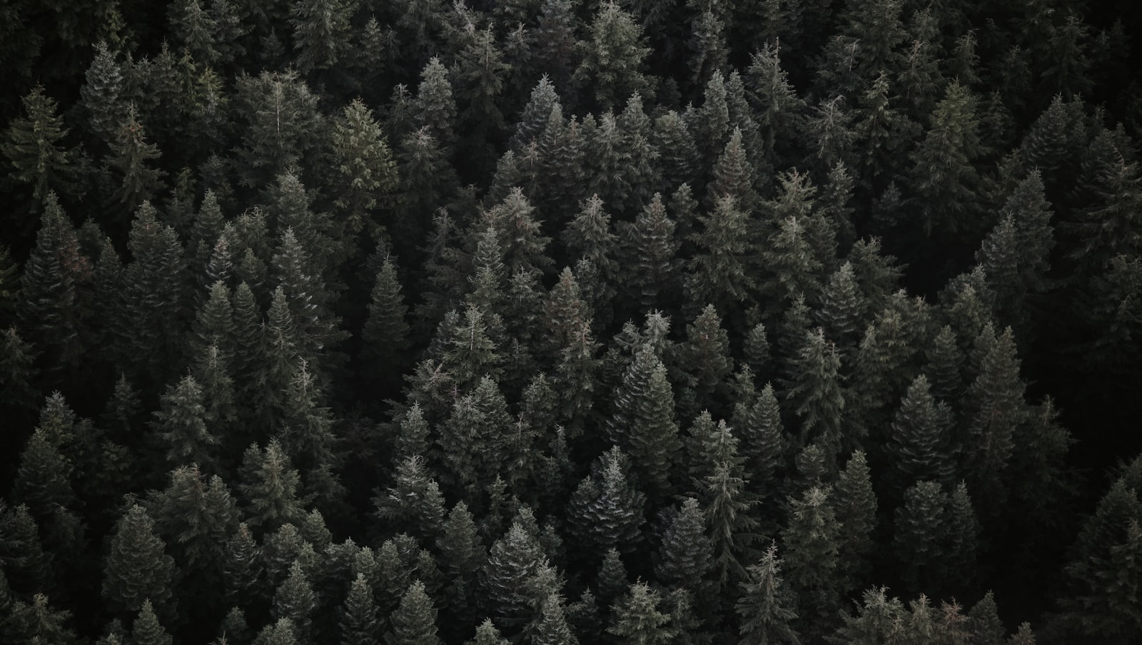 Canon EOS 6D + Canon EF 70-300mm F4-5.6 IS USM sample photo. Aerial photo of pine photography