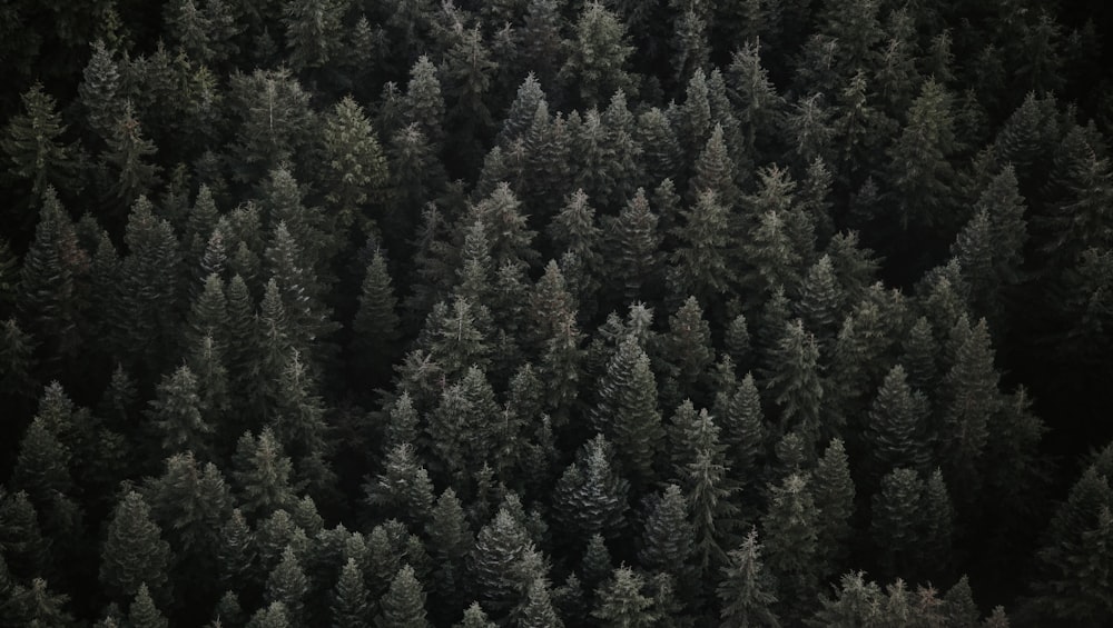 aerial photo of pine trees