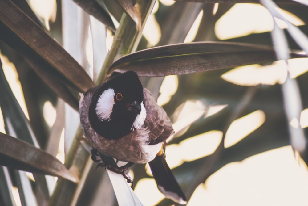 focus photo of brown and black bird