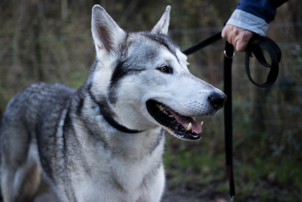 person holding short-coated white and gray dog