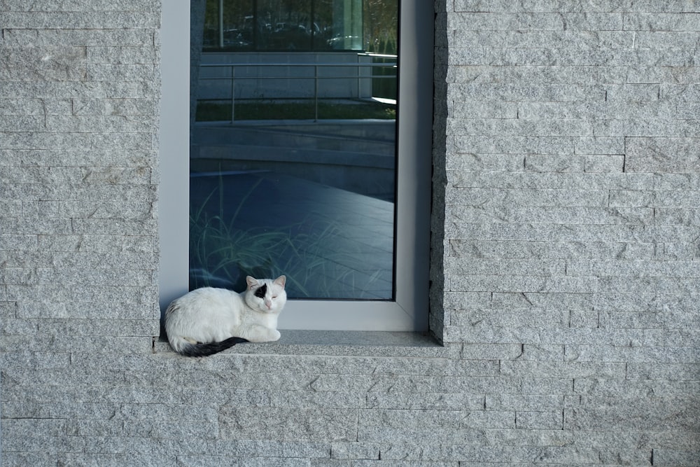 Weiße Katze sitzt neben Glasfenster