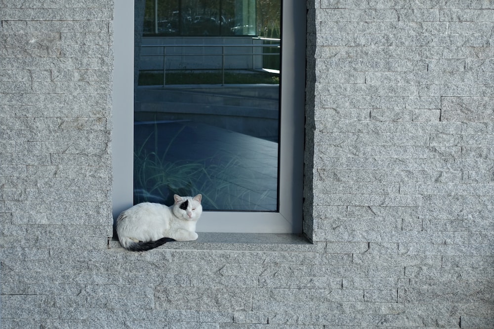 white cat sitting beside glass window