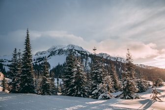 green spruce trees covered with snow near mountains at daytime photography