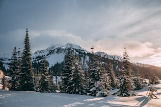 green spruce trees covered with snow near mountains at daytime photography