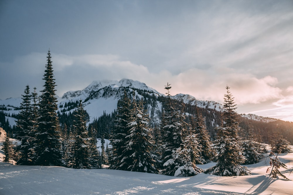 Épinettes vertes couvertes de neige près des montagnes à la photographie de jour