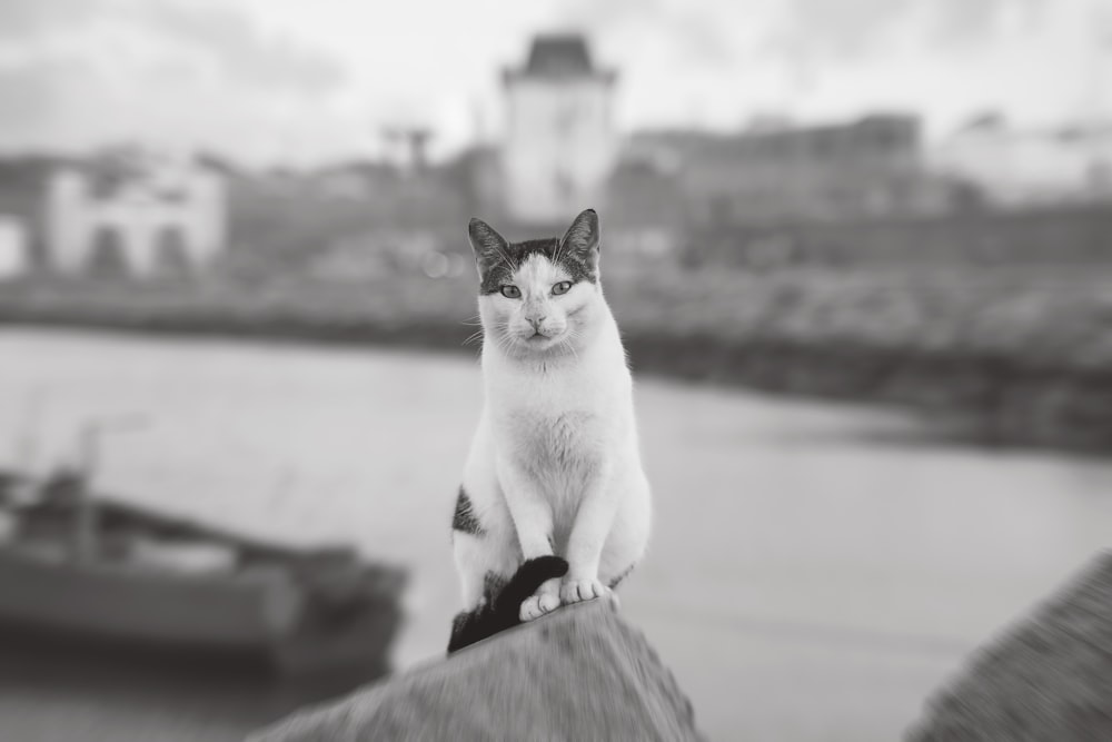 white and black cat on brown wooden log