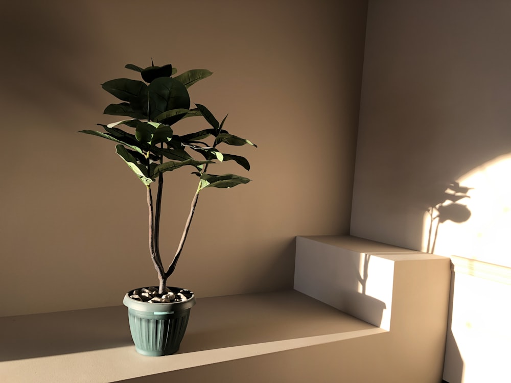 green leafed plant with pot on brown surface