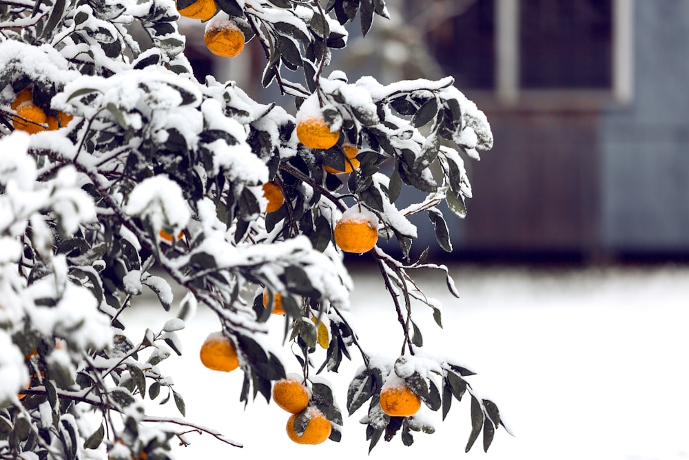 closeup photography of round yellow fruits