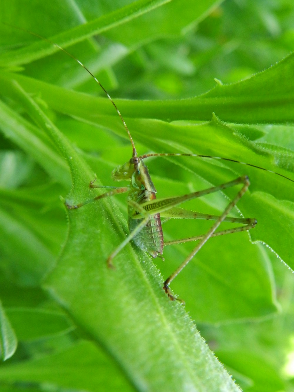 selective focus photo of green bush cricket on green leaf plant