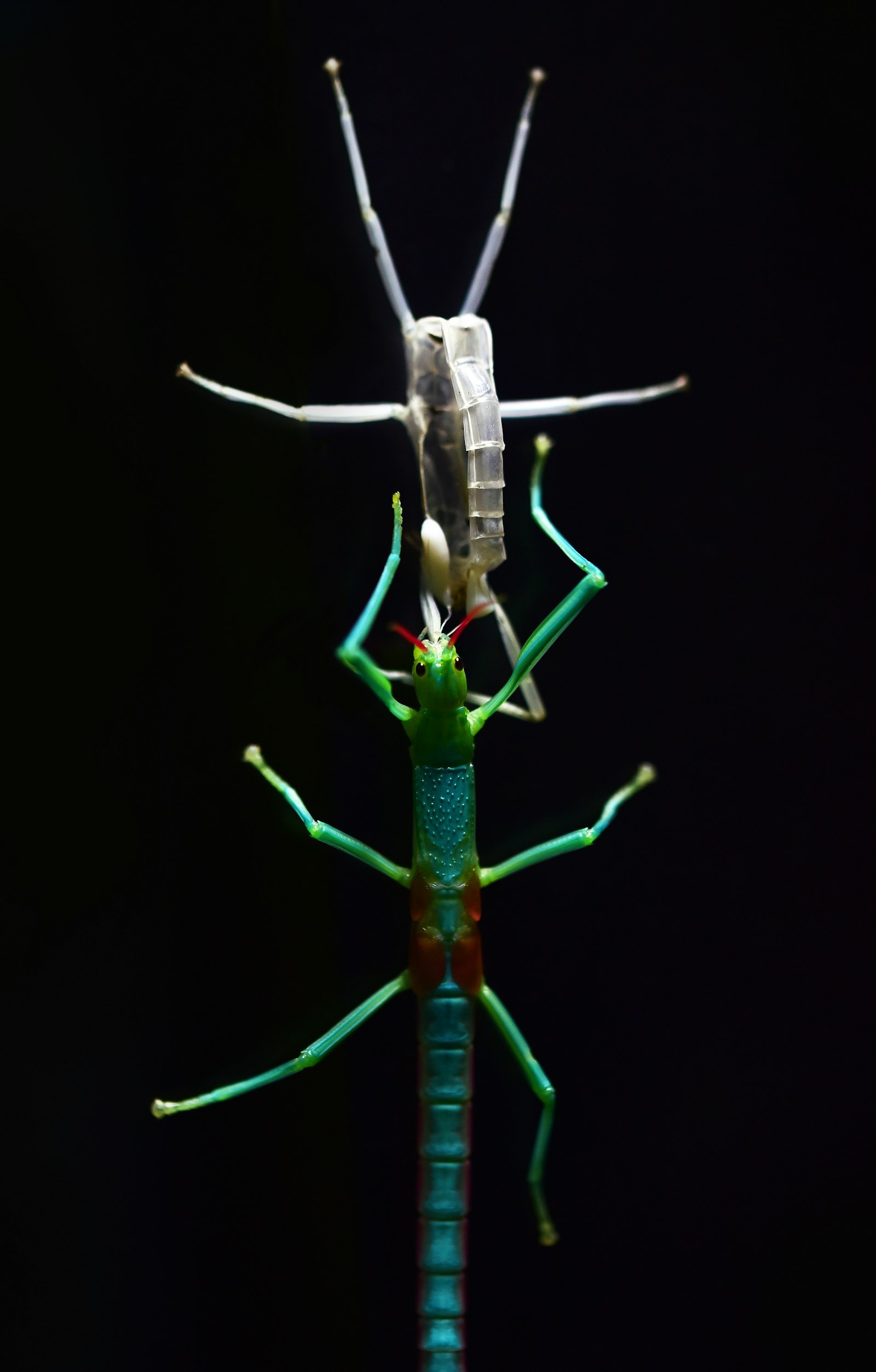 Nikon D750 + Tamron SP 90mm F2.8 Di VC USD 1:1 Macro (F004) sample photo. Green and blue stick photography