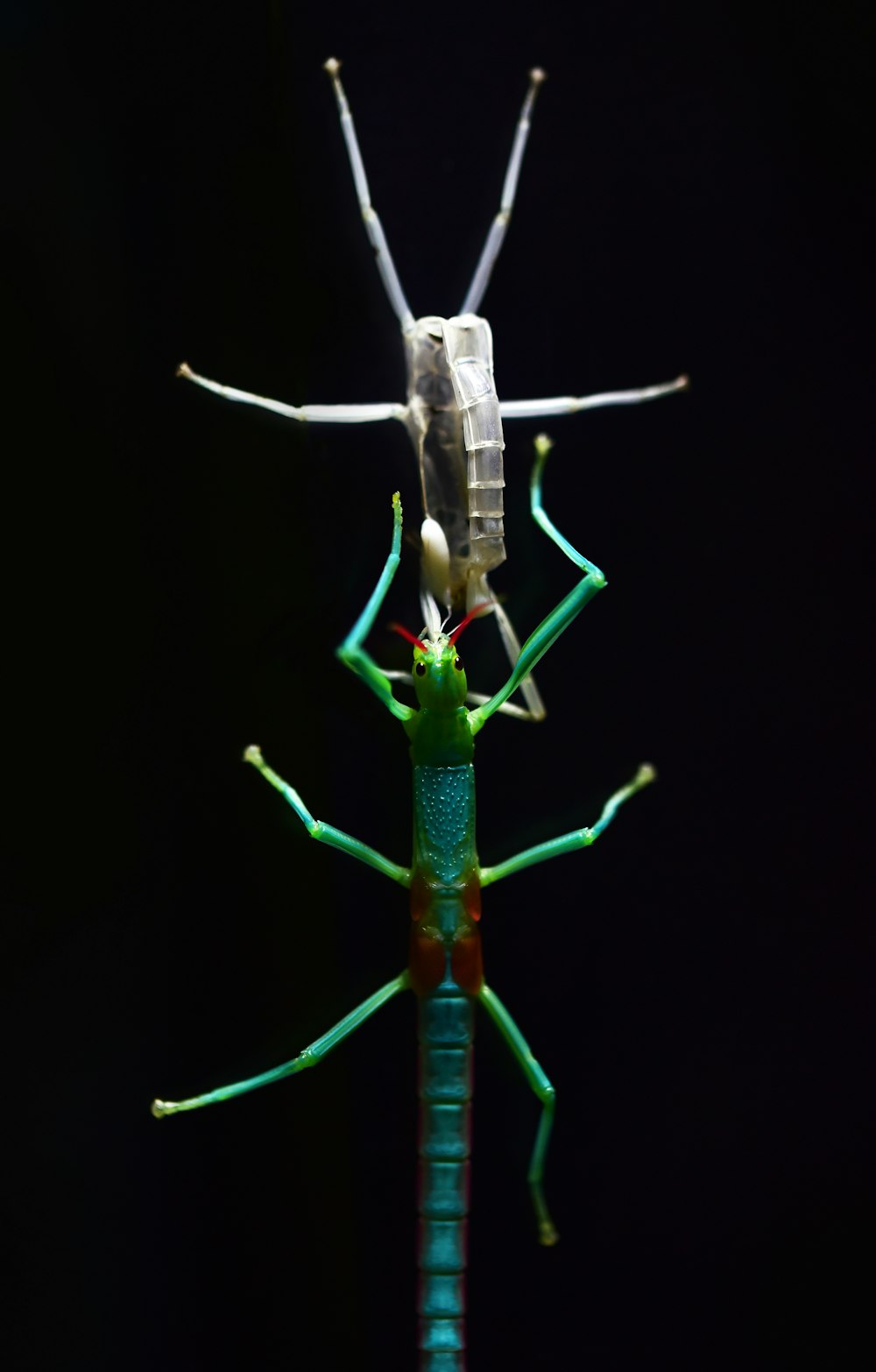green and blue stick insect