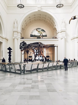 people inside dinosaur fossil museum during daytime