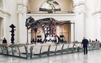 people inside dinosaur fossil museum during daytime