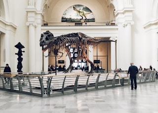 people inside dinosaur fossil museum during daytime