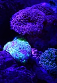 Vibrant coral formations under UV light glow in shades of purple, blue, and green. The corals have a wavy, intricate texture, creating a visually dynamic underwater landscape with a surreal quality.