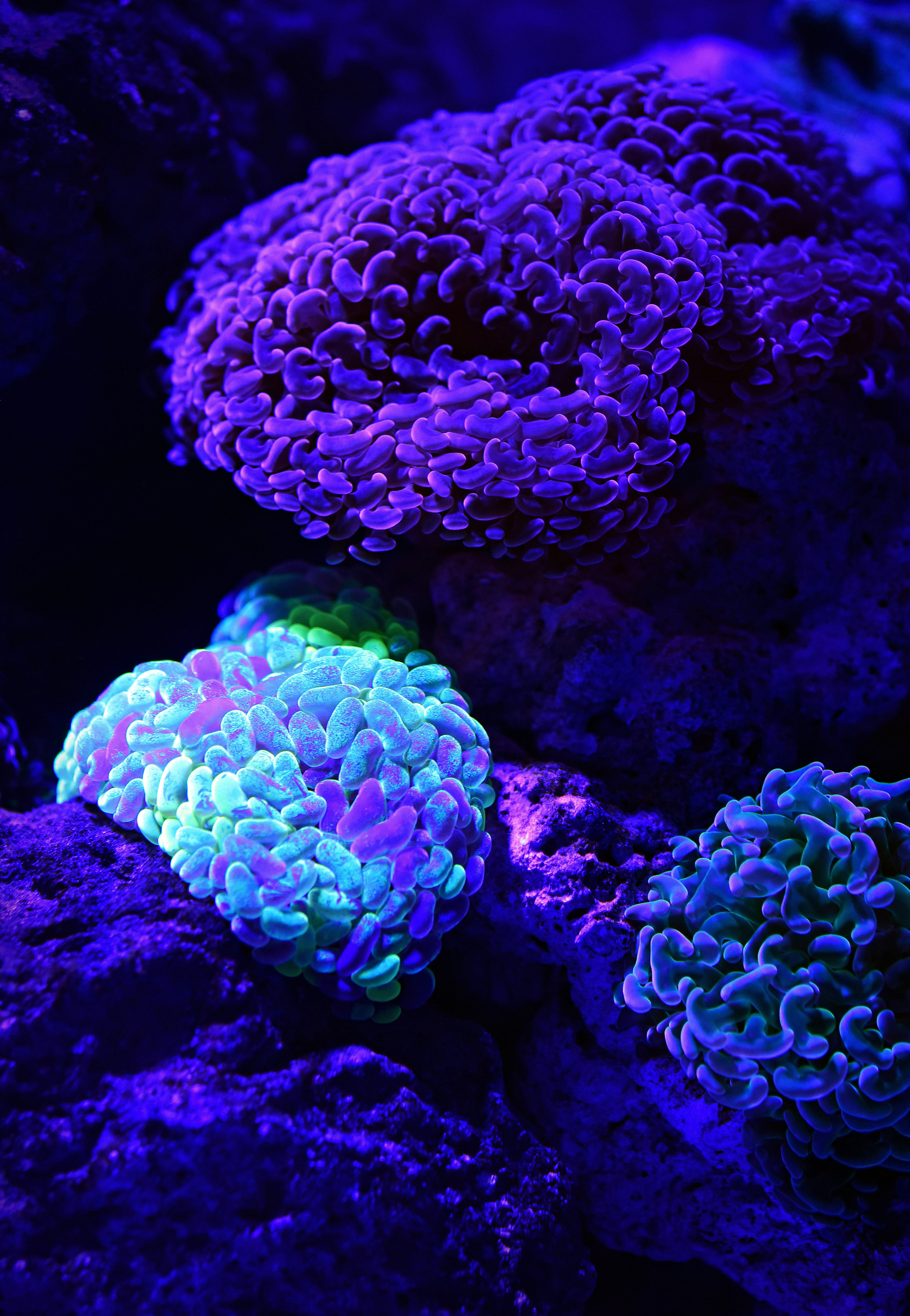selective color of teal coral reef underwater photography