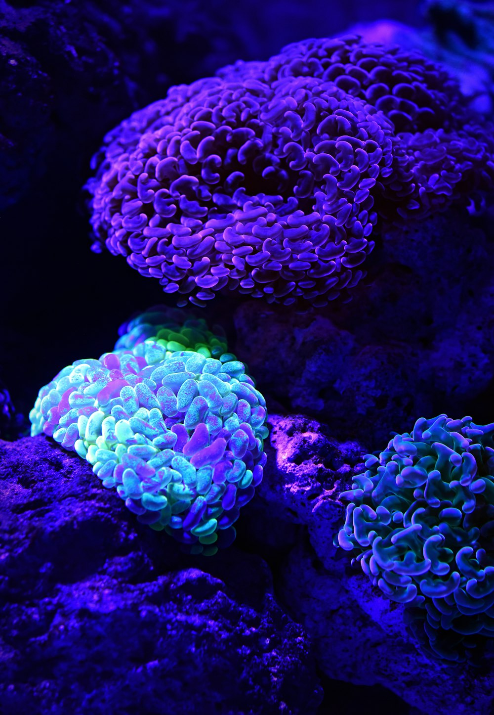 청록색 산호초 수중 사진의 선택적 색상