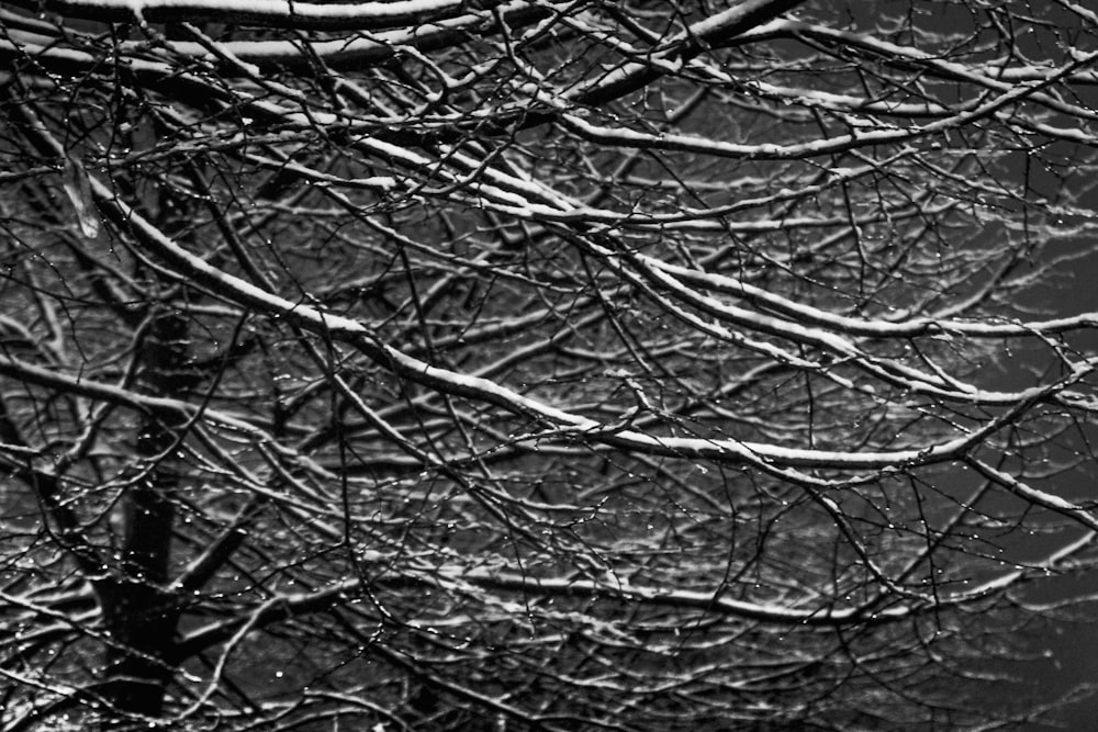 grayscale photo of tree branch