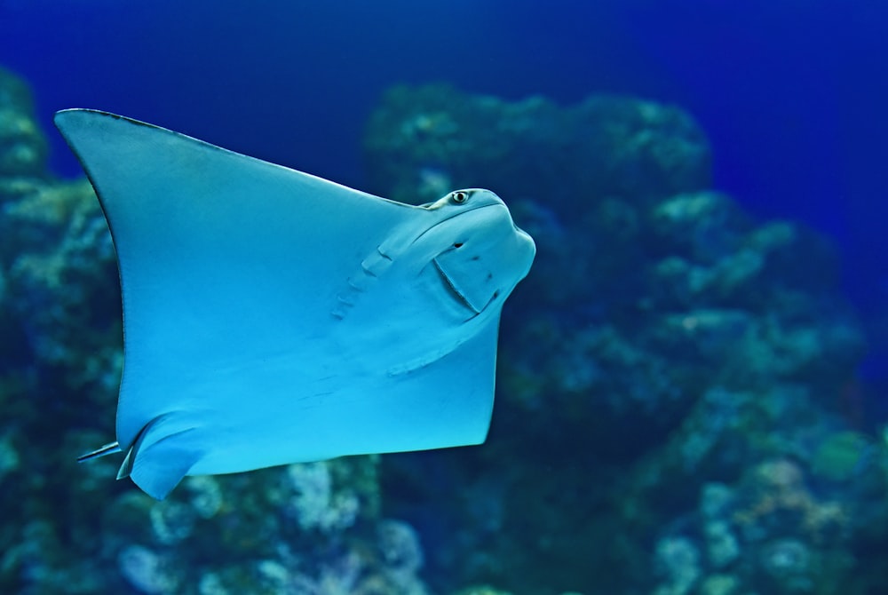 Mantarraya cerca de arrecife de coral