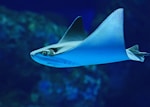 photography of sting ray