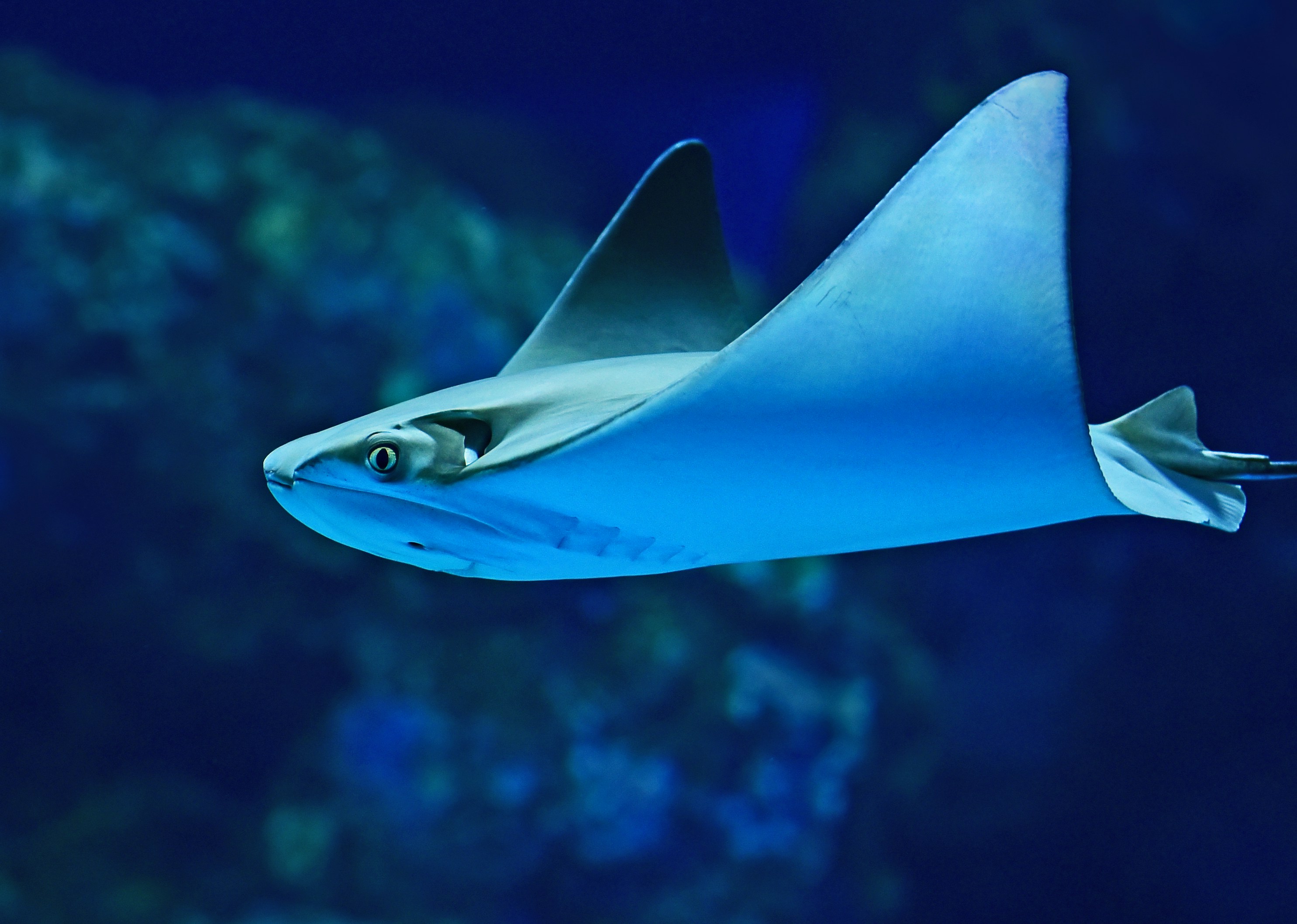 A cow nose ray swims past at the Cairns Aquarium. These fascinating and rather weird-looking rays are a type of eagle ray, and are found in the Western Atlantic Ocean from New England to Brazil.