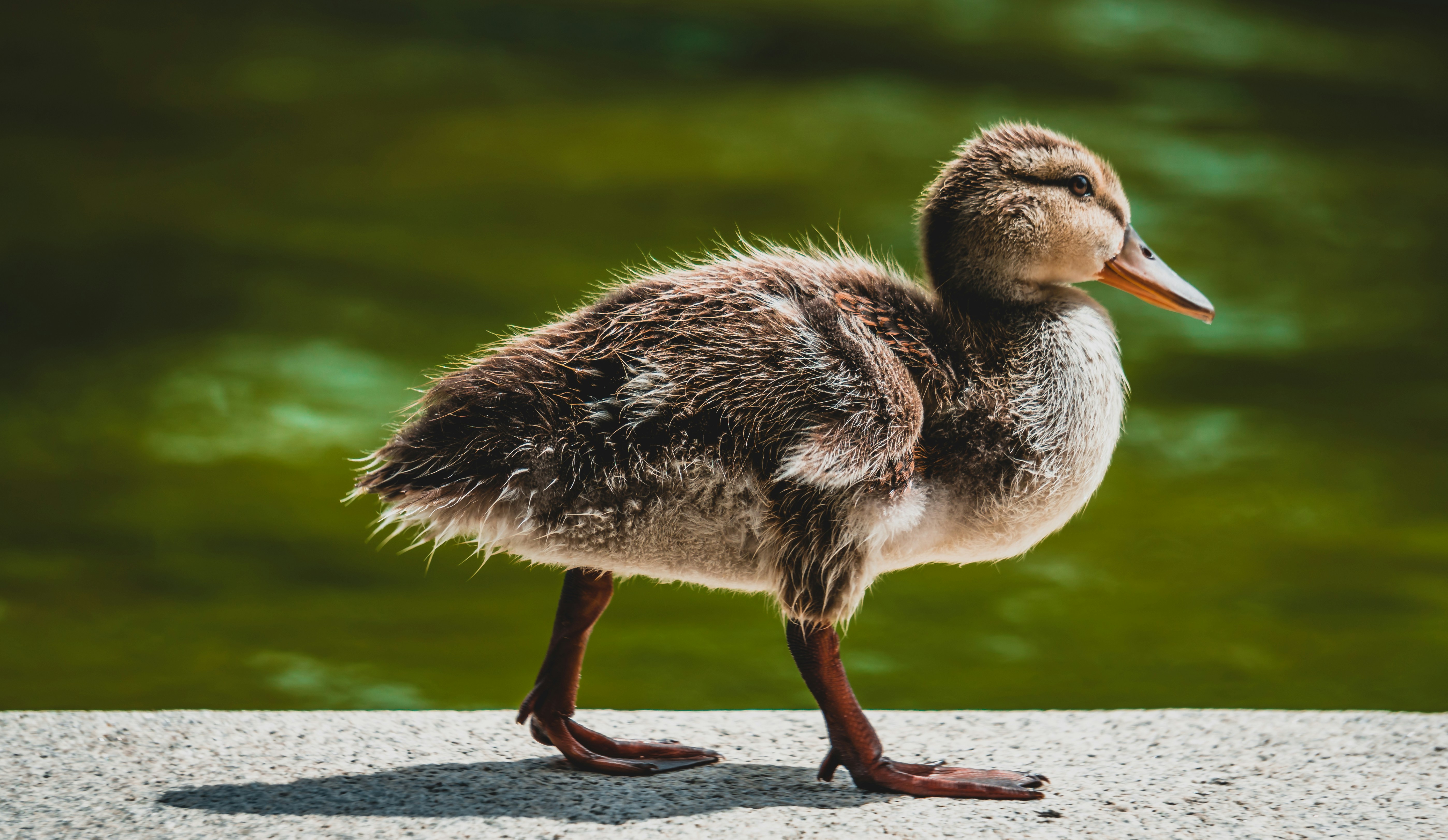 "Little Duck Chiangrai Hotel"