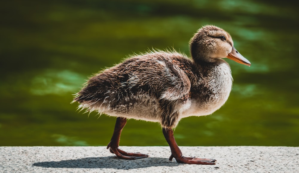 brown duckling near water