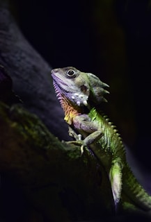 green reptile on tree branch