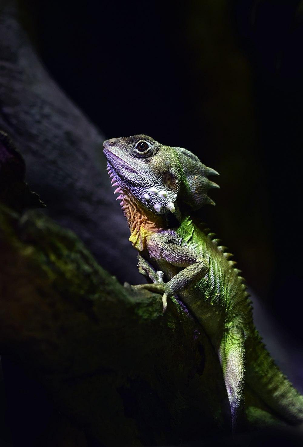 reptil verde en la rama de un árbol