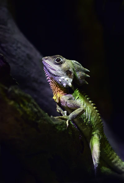 Lizard control