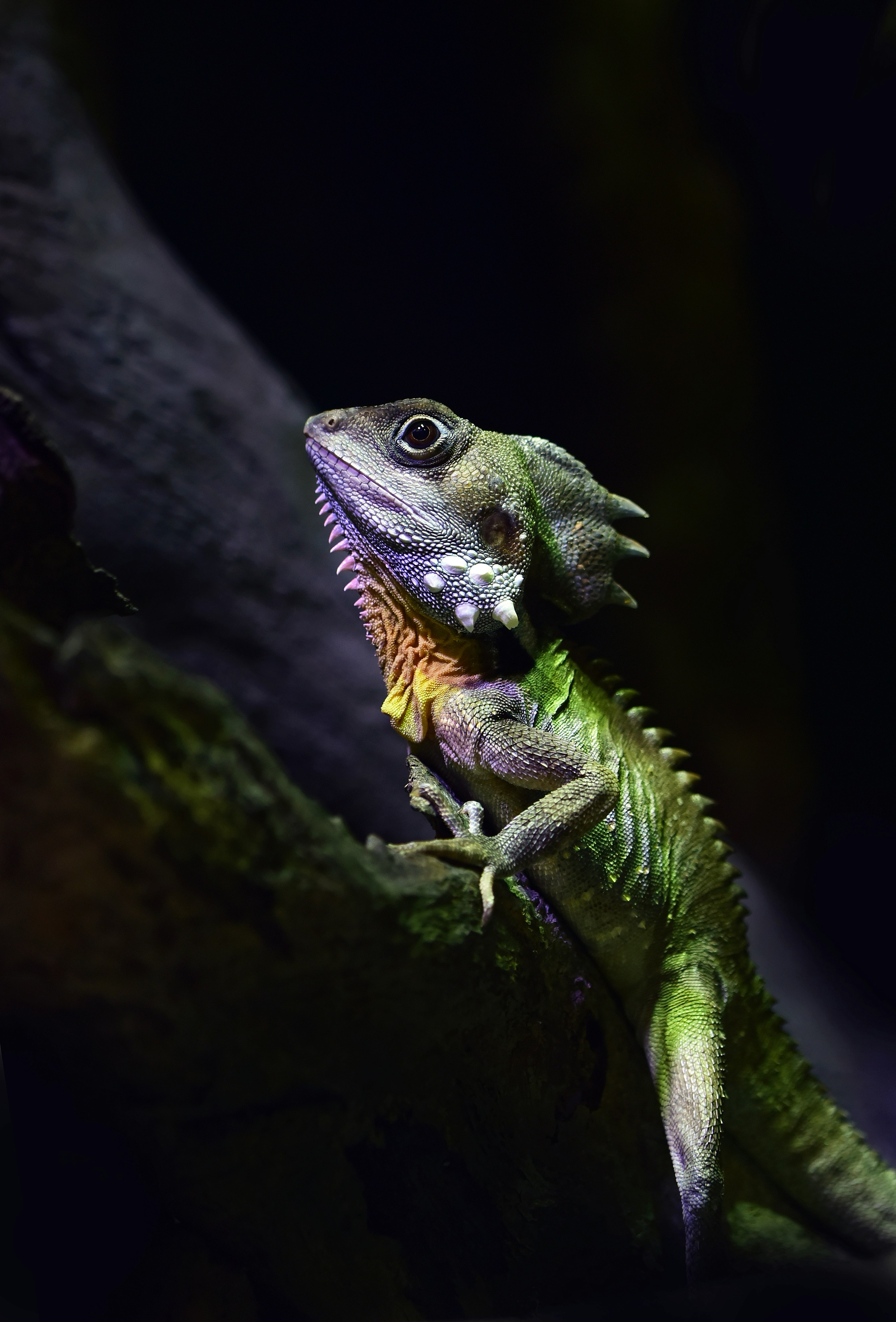 green reptile on tree branch