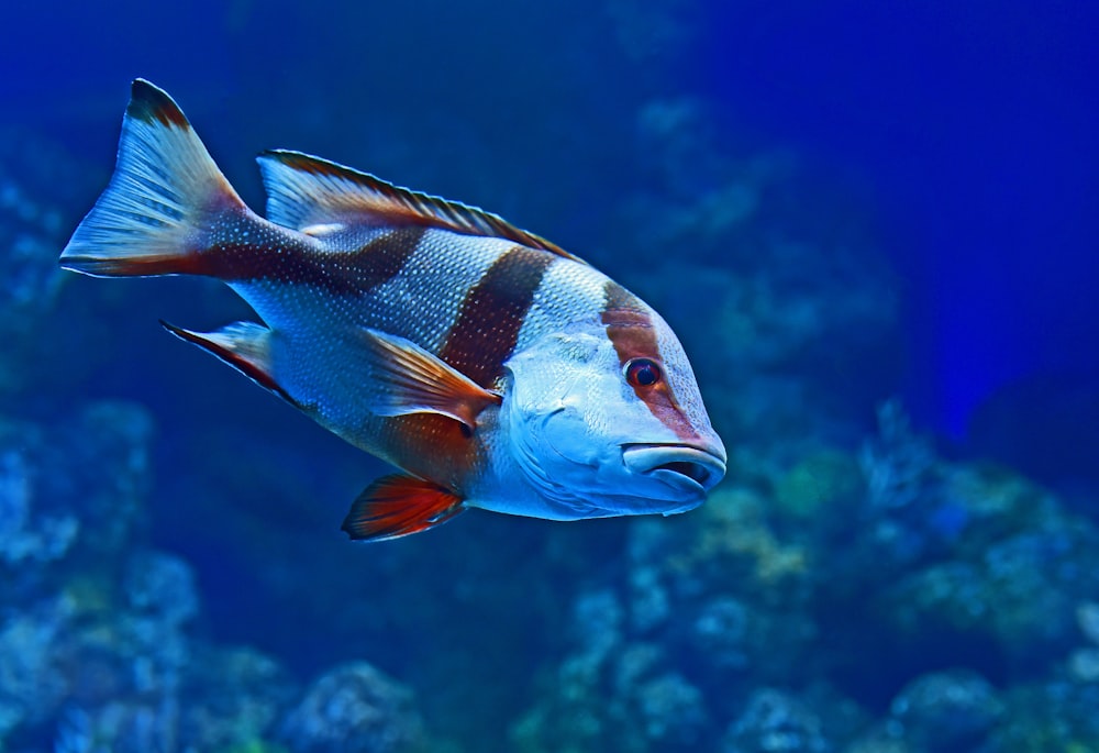 blue and red fish