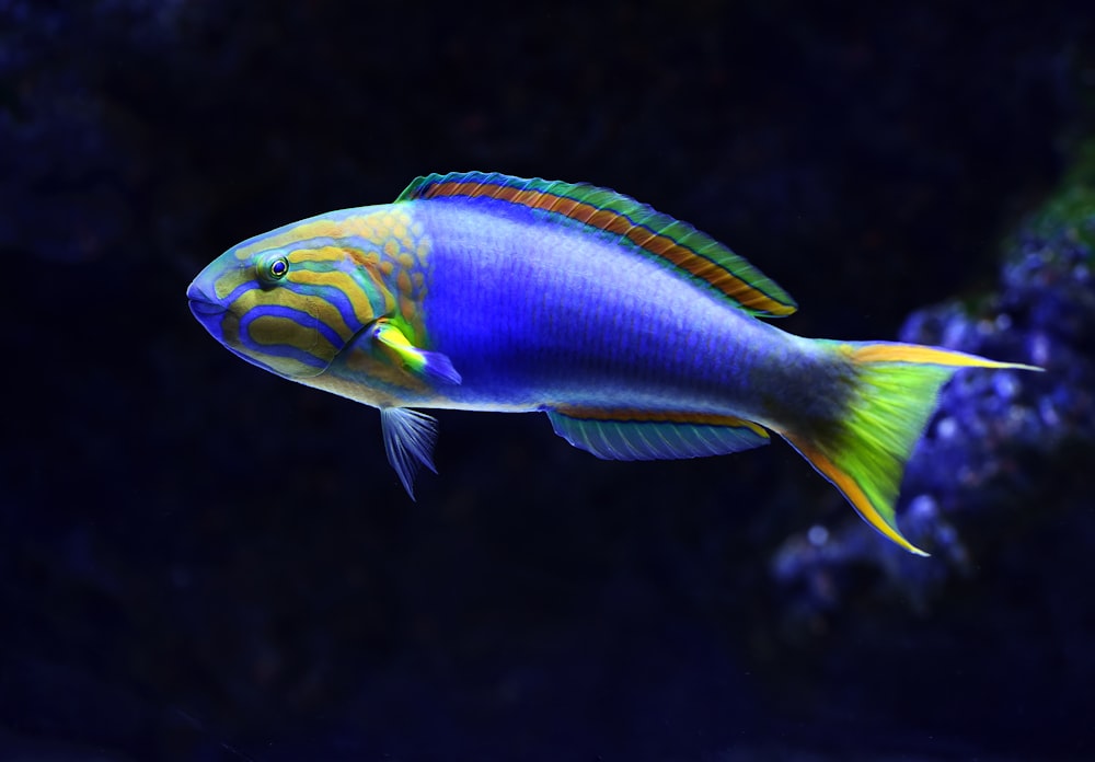 파란색과 녹색 물고기의 근접 촬영 사진