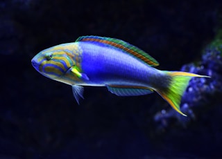 close-up photo of blue and green fish