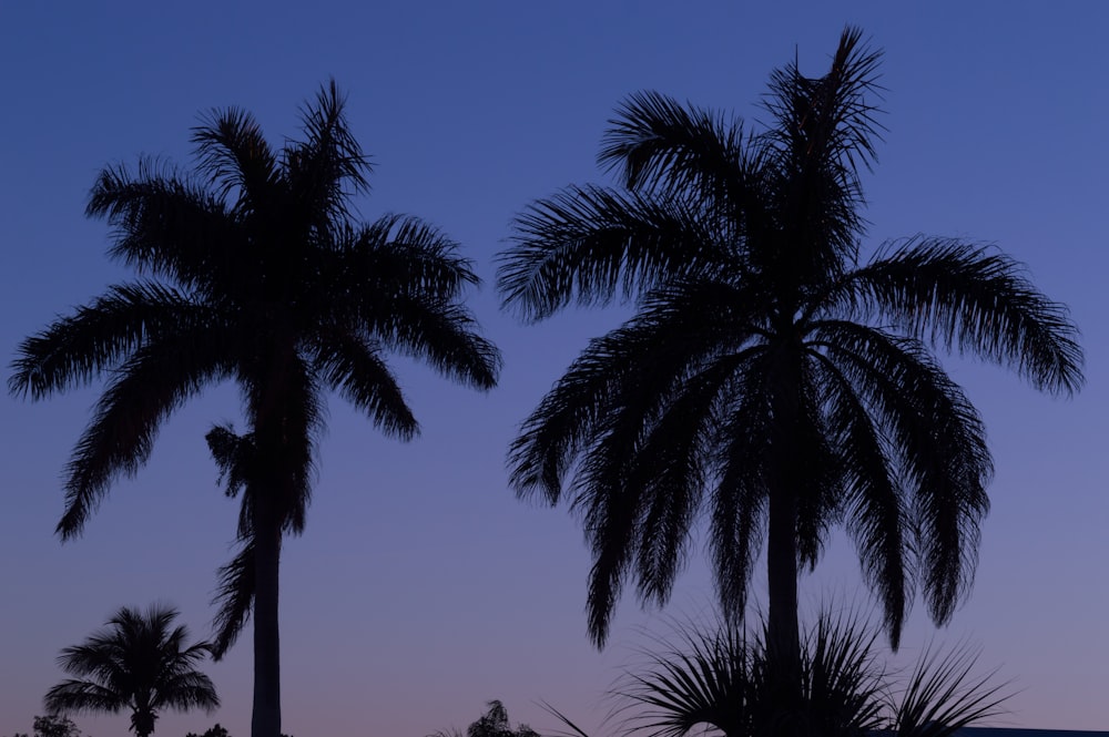 silhouette photography palm trees