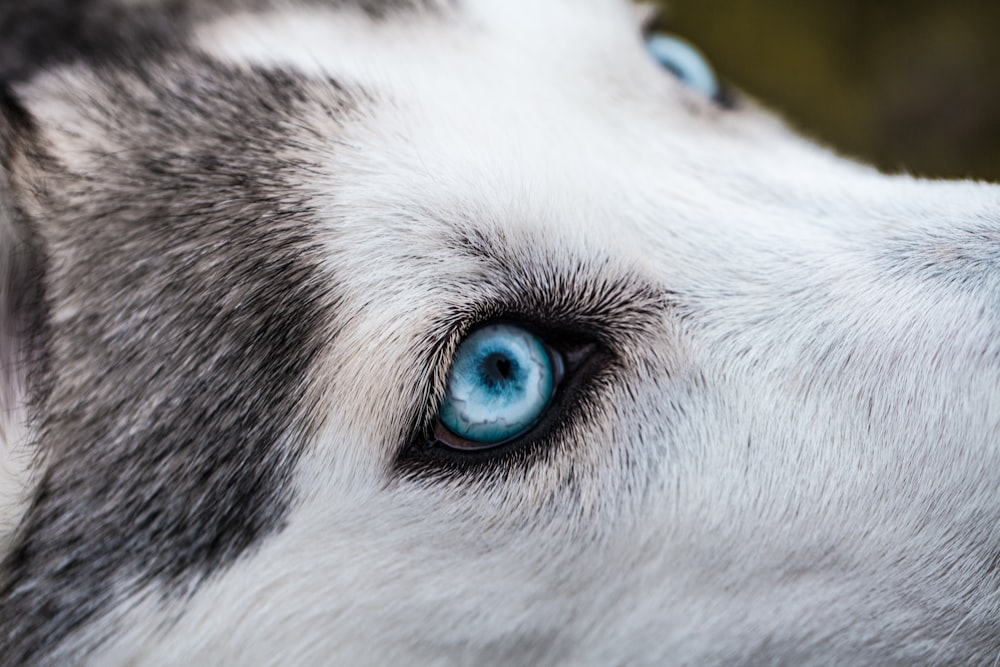 Fotografía en primer plano de un husky siberiano