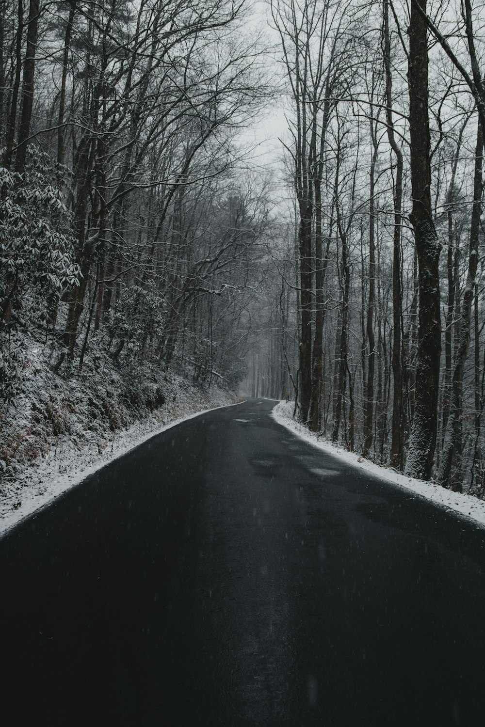 road in the middle of bare trees